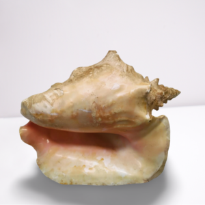 Large Conch Shell ~9 inches